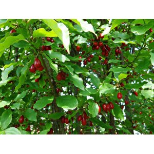 Drieň jedlý (Cornus mas) ´JOLICO´ - výška 180-200 cm, kont. C35L
